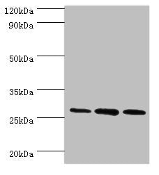 ORC6 Antibody