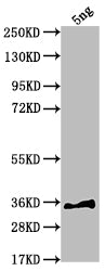 sfl Antibody