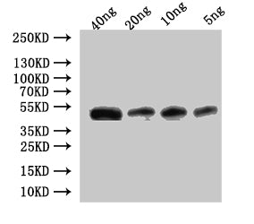 Ctl2 Antibody