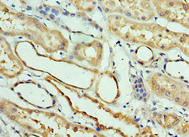 CLEC11A Antibody