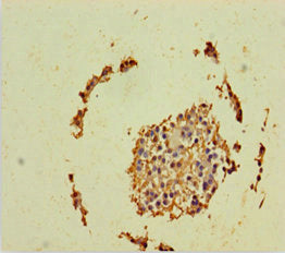 GINS2 Antibody