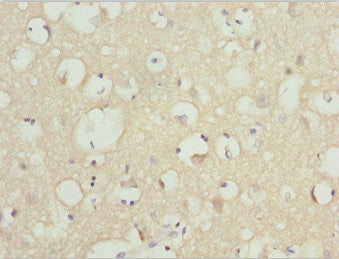 NINL Antibody