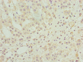 NINL Antibody