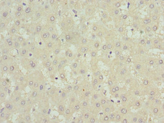 USP15 Antibody
