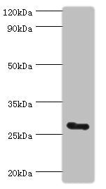 RTRAF Antibody