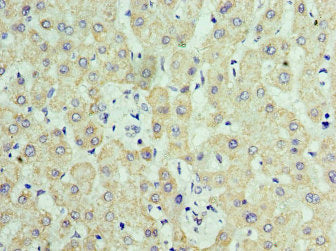 RTRAF Antibody