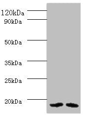 PAM16 Antibody