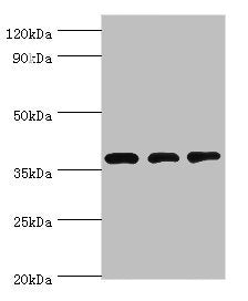 STRAP Antibody