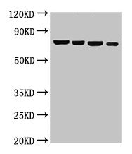 NFE2L3 Antibody