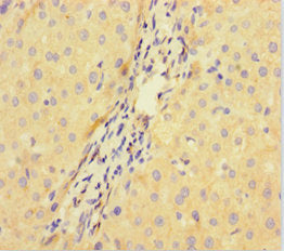 DCAF1 Antibody