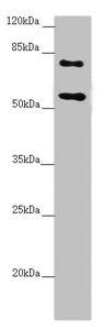 CEP83 Antibody