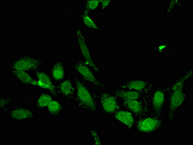 KLF2 Antibody