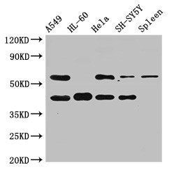 BACE2 Antibody