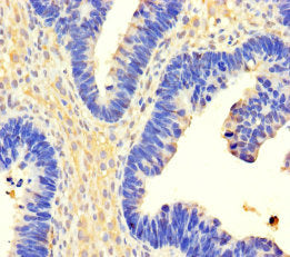 USP3 Antibody