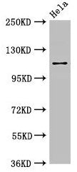 SEC23IP Antibody