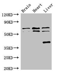 TRAF3IP3 Antibody