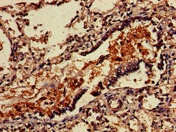 VSIG4 Antibody