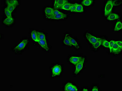 SBNO2 Antibody