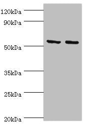 YARS2 Antibody