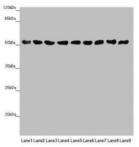 SAMM50 Antibody