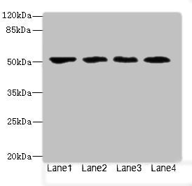 LRRC42 Antibody