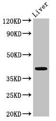 MAB21L2 Antibody