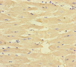 CORIN Antibody