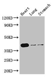 DMRT1 Antibody