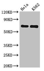 SNX9 Antibody