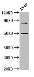 LRRFIP2 Antibody