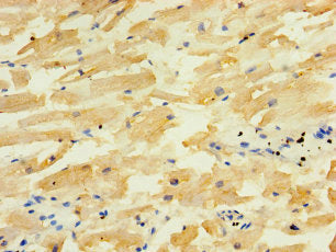 ALG5 Antibody