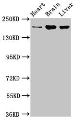ARFGEF2 Antibody