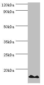 POLR1D Antibody