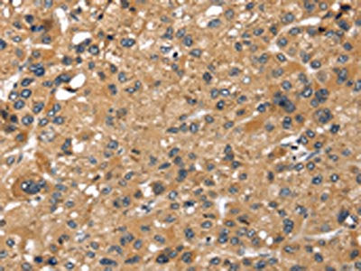 LONP1 Antibody