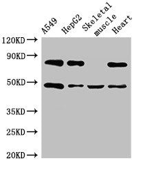 ASB4 Antibody
