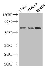 AK5 Antibody