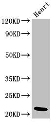 NDUFB9 Antibody