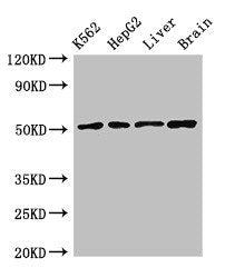 RUVBL2 Antibody