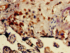 DRG1 Antibody
