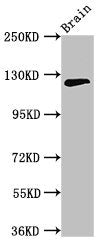 MYRF Antibody
