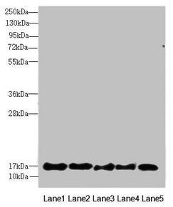 FAM96B Antibody