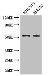 RTCB Antibody