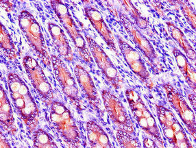 LIPG Antibody