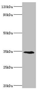 LYVE1 Antibody