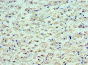 LYVE1 Antibody