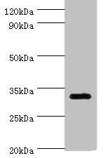 SLC25A15 Antibody