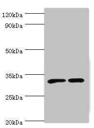 SLC25A15 Antibody