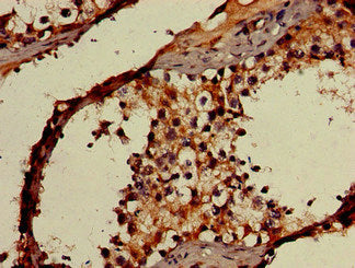 OAS3 Antibody