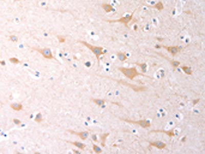 SCGB1A1 Antibody