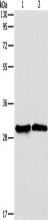 APOBEC2 Antibody